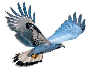 Obraz premium A majestic blue hawk gliding through the sky, showcasing its vibrant feathers and powerful wings in stunning aerial motion.