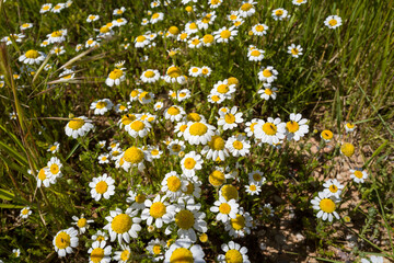 This landscape photo was taken in Europe, Spain, Aragon, Huesca, Samitier, in summer. It shows the...