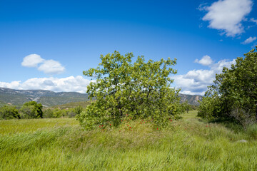 This landscape photo was taken in Europe, Spain, Aragon, Huesca, Samitier, in summer. It shows the...