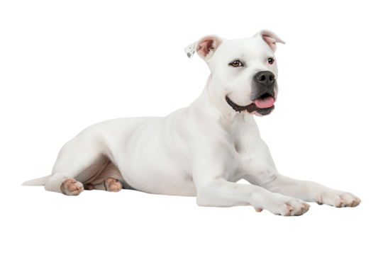 A playful white dog lying down, showcasing its friendly demeanor and lively spirit, perfect for pet-related themes.
