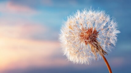 Obraz premium Close up of a dandelion seed head against a vibrant sky backdrop