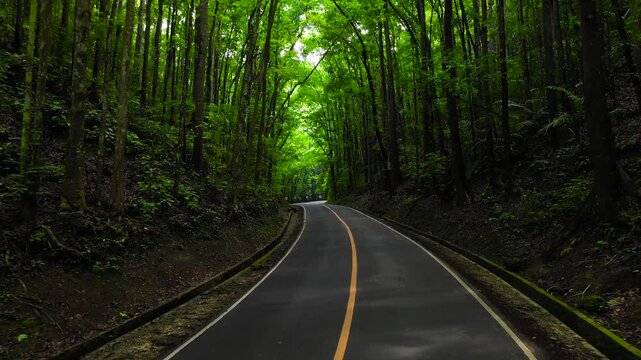 Asphalt highway in a green forest. Bilar Man-Made Forest. Bohol, Philippines.