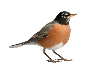 Fototapeta premium A vibrant robin with orange belly, showcasing the beauty of nature and wildlife in a close-up view.