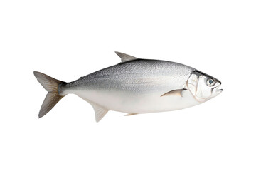 Fresh fish ideal for culinary dishes, showcasing its sleek body and shimmering scales, perfect for healthy meal preparations.