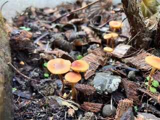 Minuscules champignons