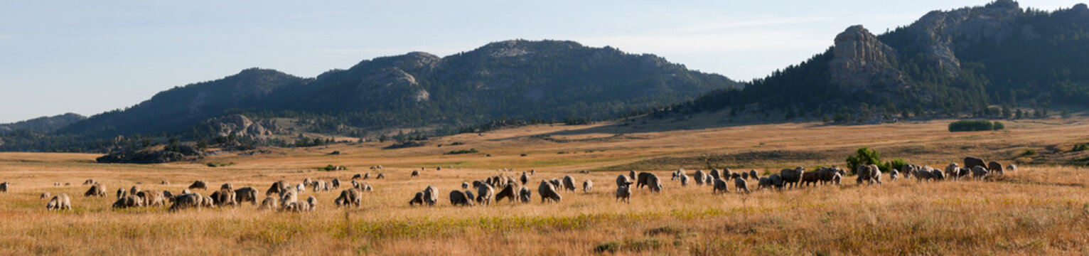 Flock of Rambouillet Sheep Feeding on Grass in Rural Wyoming
