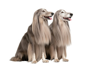 Two majestic Afghan Hounds with flowing coats sit side by side, showcasing their elegance and charm.