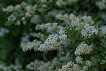 自然を彩る白い小花のクローズアップ