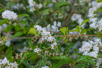 優しい白の花が咲くナチュラルガーデン