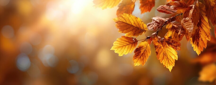 An overhead shot of fall foliage with yellow and brown leaves and a bright, diffused sunlight