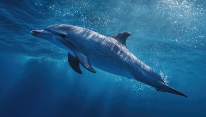 Fototapeta premium Aquatic mammal swims gracefully in blue water, sunlight glinting off its sleek, gray body