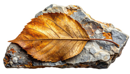 Close-up of Dry Brown Leaf on Rough Stone Surface Isolated on Transparent Background