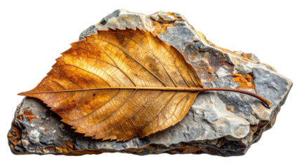 Close-up of Dry Brown Leaf on Rough Stone Surface Isolated on Transparent Background
