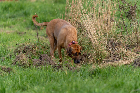 11-10-2025 Dyr - Hund. Dog digging in the ground