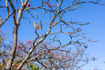 Coruja no parque da cidade