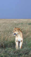 Closeup of a Lioness against a stormy sky, Masai Mara Kenya Africa
