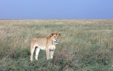 Lioness against a stormy sky, Masai Mara Kenya Africa
