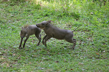 Warthog piglets jumping, Masai Mara Kenya Africa
