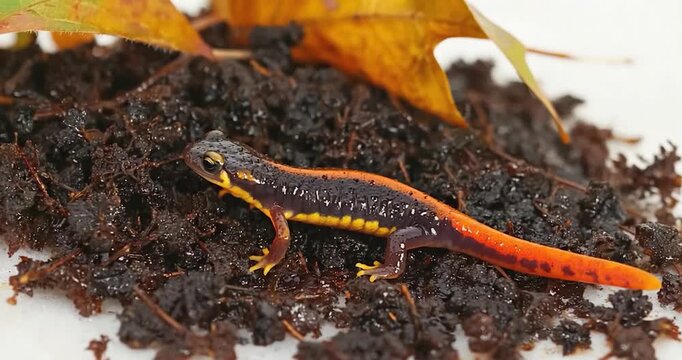 Small salamander on soil