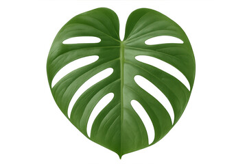 Monstera deliciosa leaf on transparent background showing tropical greenery and botany element