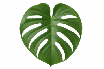 Monstera deliciosa leaf on transparent background showing tropical greenery and botany element