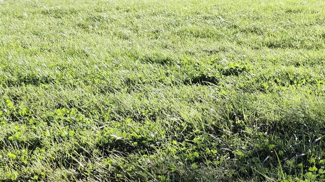 Fresh green lawn with uncut grass and clover swaying gently in the wind under the bright summer sun, creating a natural and peaceful textured background perfect for outdoor scenes
