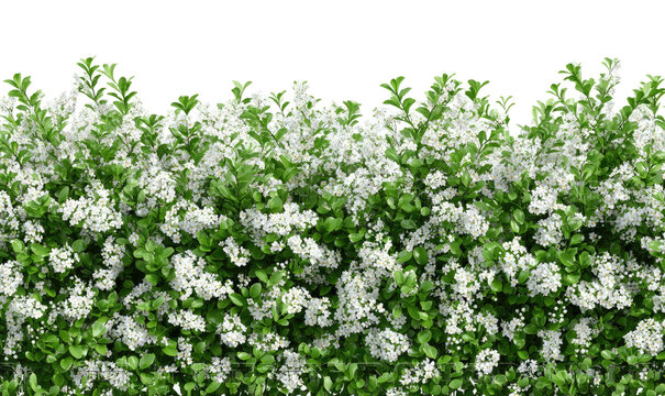Lush, vibrant hedge with profuse white blossoms and verdant green foliage against a black background