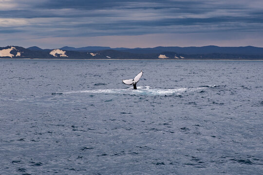 whale tail slapping in front of Moreton Island