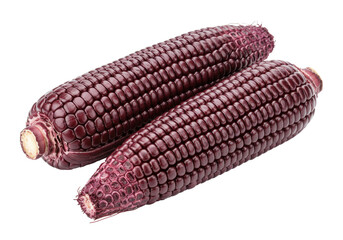 Isolated two ears of purple corn, fresh raw vegetable, harvest, kernels, autumn food
