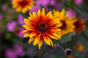 rudbeckia flowers in the garden - soft focus