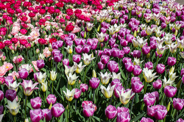 Fototapeta premium tulips flowers - spring flowers - closeu up
