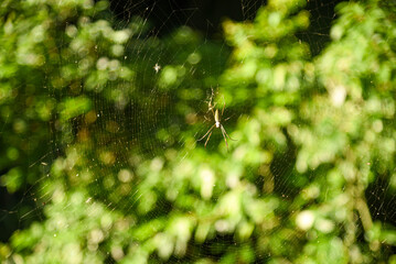 Atlantic Forest Spider in Its Web.