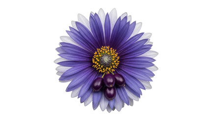 Isolated osteospermum flower head with purple petals and dark seeds in front, flowering plant