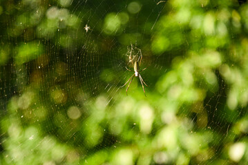 Atlantic Forest Spider in Its Web.