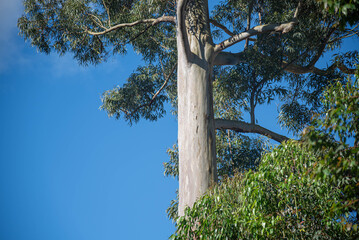 Eucalyptus Trees Under Blue Sky