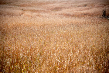 Flax Plantation (Linum usitatissimum).
