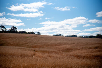 Flax Plantation (Linum usitatissimum).