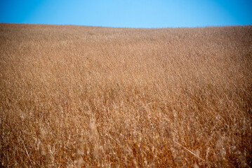 Flax Plantation (Linum usitatissimum).