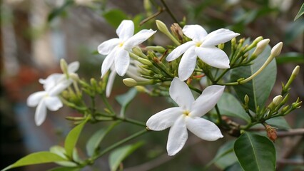 Obraz premium Closeup of Blooming White Jasmine Sambac Flowers Green Leaves Soft Focus Background jasmine flowers white flowers