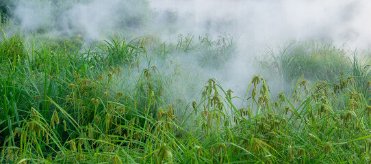 fog among wet grass, natural background