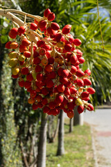 Red Fruits on a Palm Tree