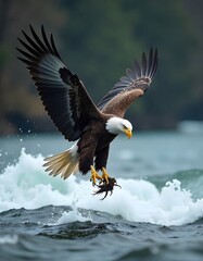 Obraz premium A magnificent American bald eagle soars high in the blue sky, wings spread in powerful flight as the ultimate symbol of wildlife freedom