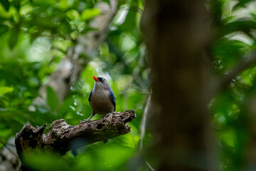 A small, vibrant blue bird with a red beak, identified as a Velvet-fronted Nuthatch, perches on a bare branch amidst lush green foliage in a forest.