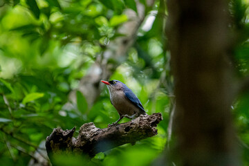 A small, vibrant blue bird with a red beak, identified as a Velvet-fronted Nuthatch, perches on a bare branch amidst lush green foliage in a forest.
