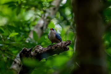 A small, vibrant blue bird with a red beak, identified as a Velvet-fronted Nuthatch, perches on a bare branch amidst lush green foliage in a forest.