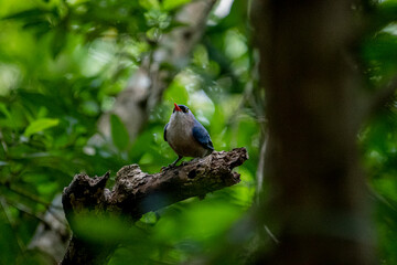 A small, vibrant blue bird with a red beak, identified as a Velvet-fronted Nuthatch, perches on a bare branch amidst lush green foliage in a forest.