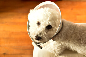 Adorable Bichon Frise wearing a protective e-collar, sitting on a bed. Represents pet recovery, veterinary aftercare, and the challenges of healing for animals.