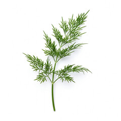 Fototapeta premium Fresh Green Dill Sprig Isolated on a Clean White Background