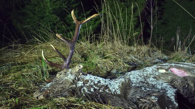 Close-up of a naturally dead deer with antlers at night in the forest. Animal death in the wild. End of life.