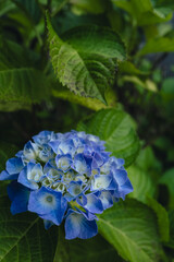 新緑に映えるブルーのアジサイ